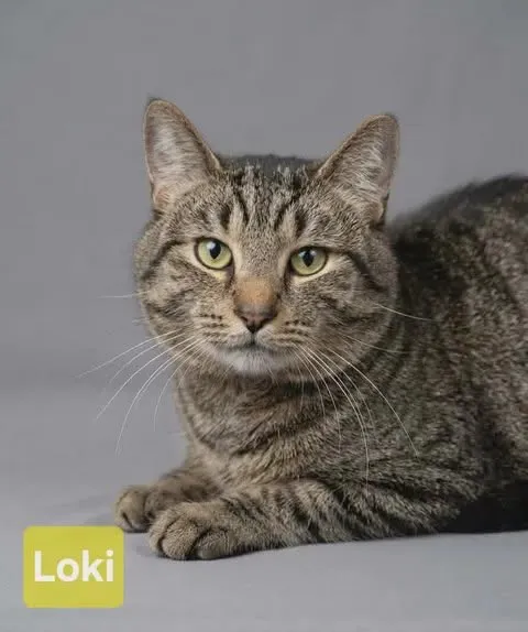 Loki - Photo 1