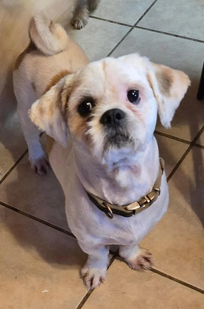 Gizmo - Photo 1