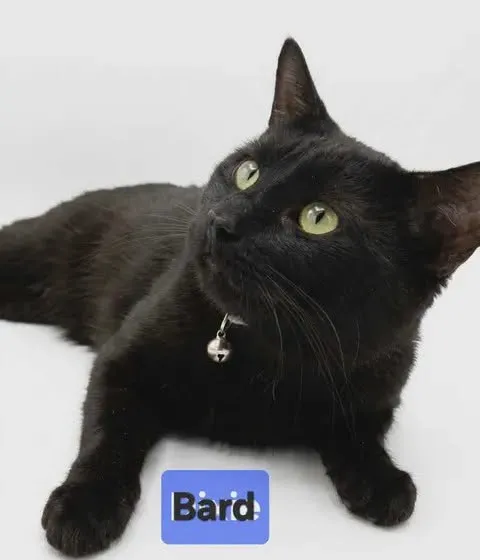Bard - Photo 1