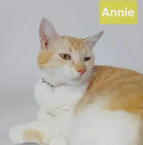 Annie