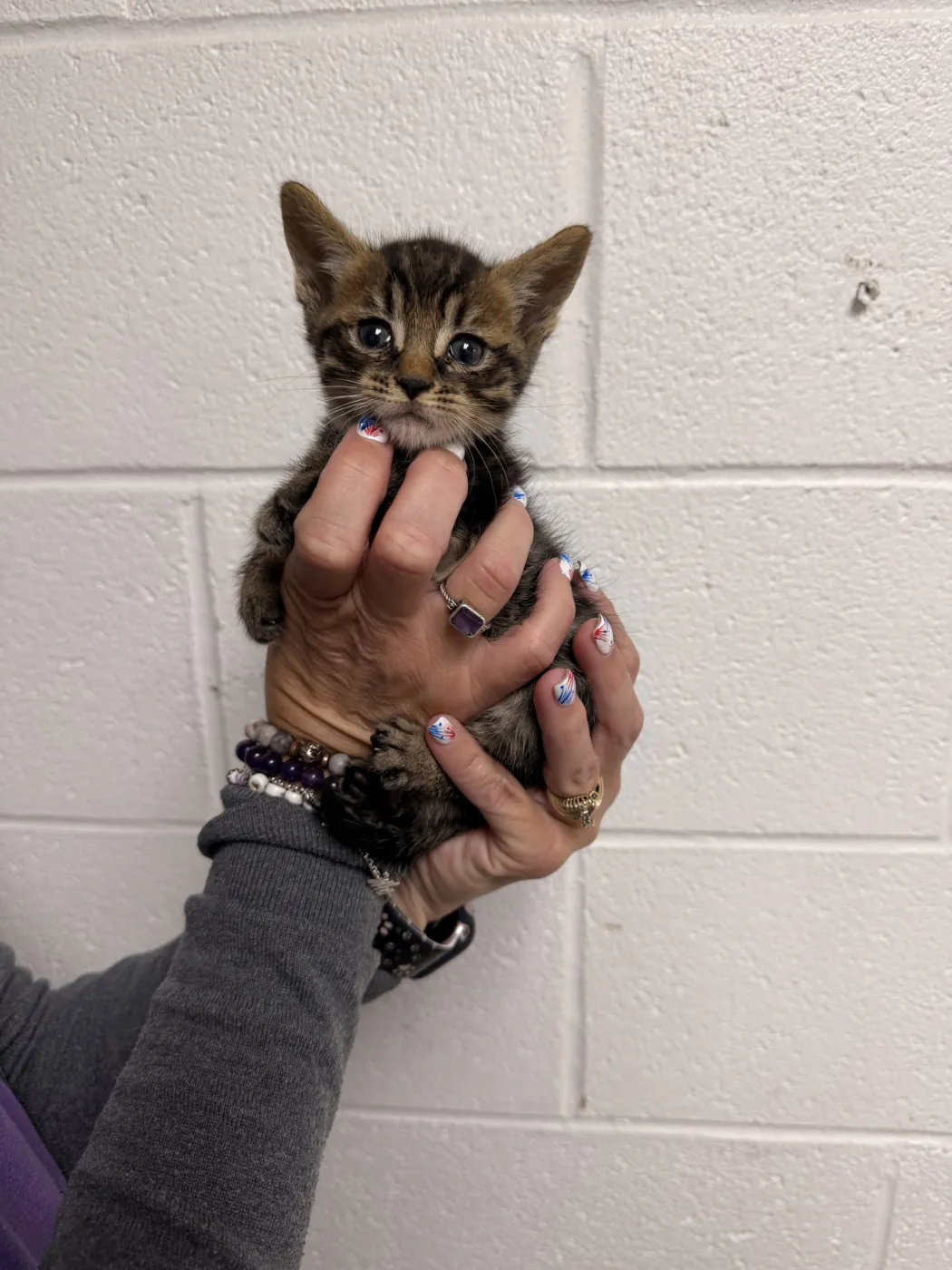 Tator Tot - Photo 1