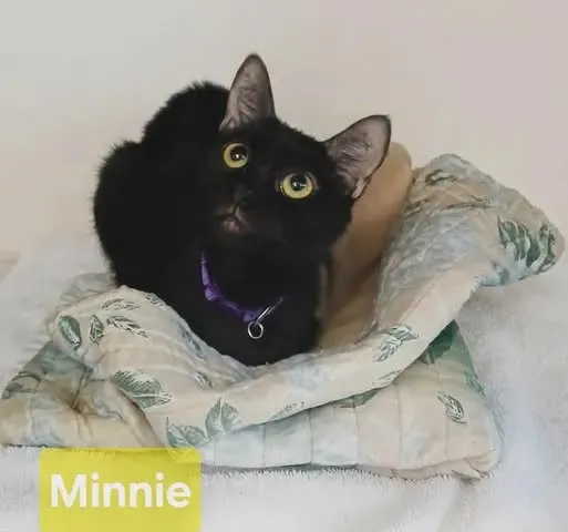 Minnie - Photo 1