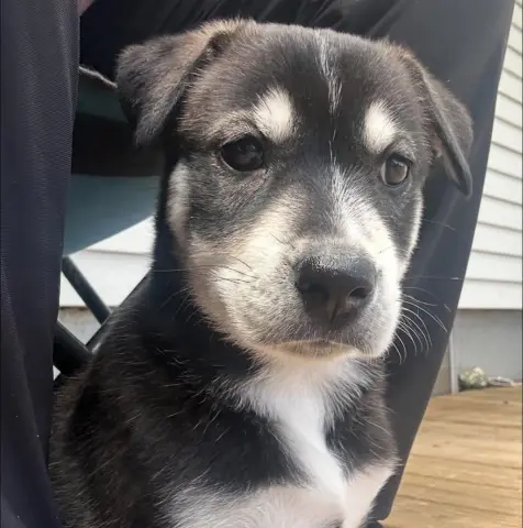 Mia