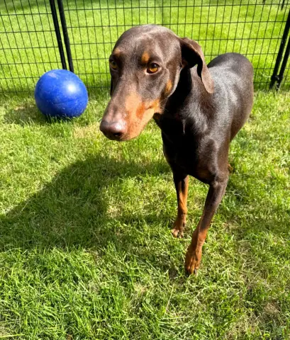 Atlas