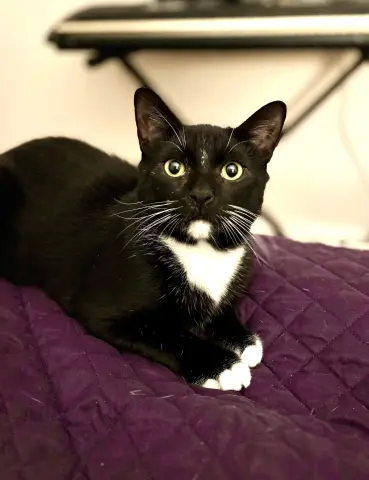 Catsby