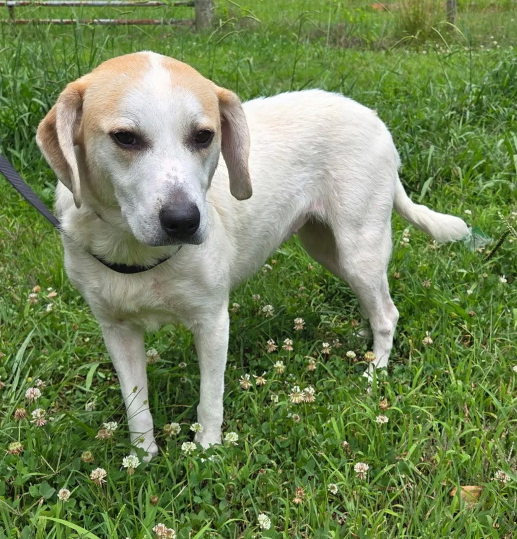 Bessie - Photo 1