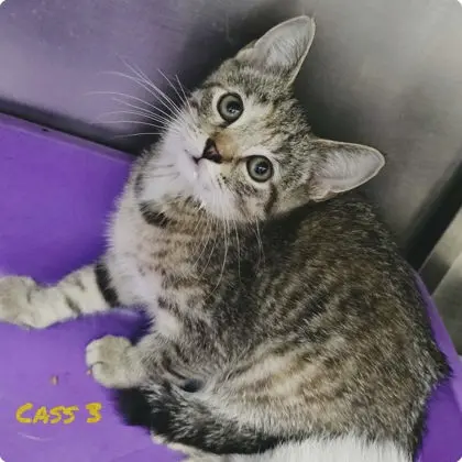 Cass