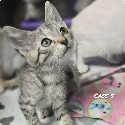 Cass