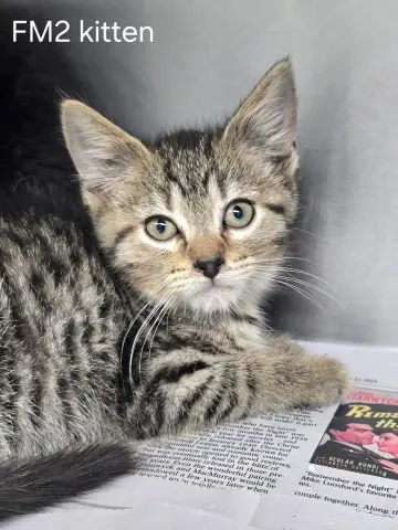 Kitten