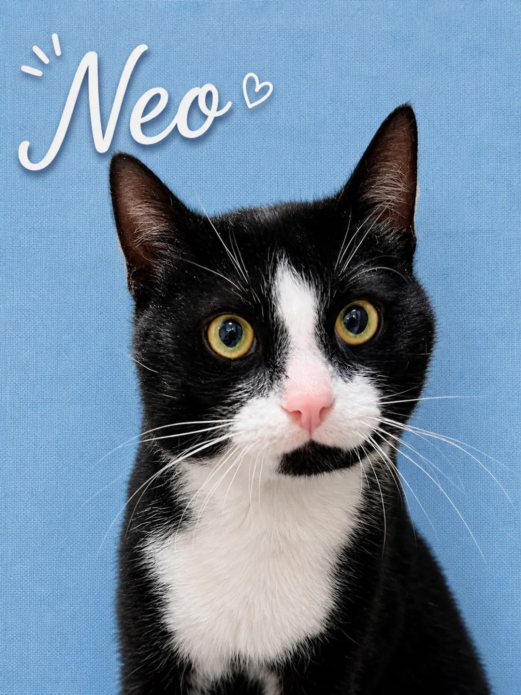 Nemo - Photo 1