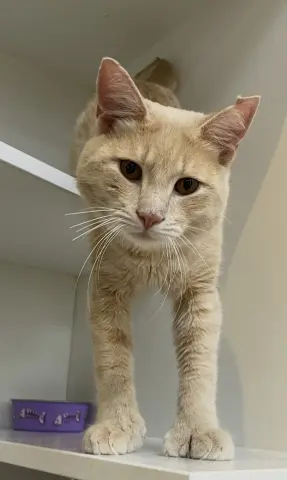 Squeak