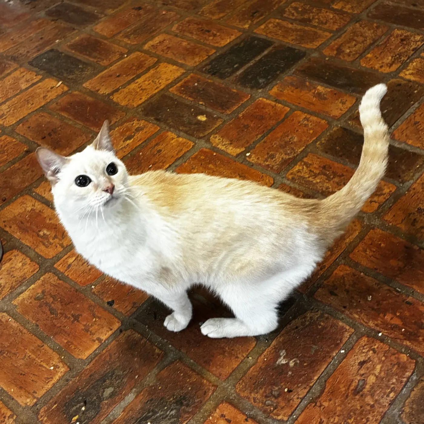 Kitty - Photo 1