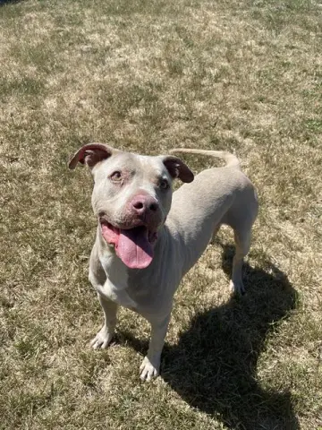 Hugo