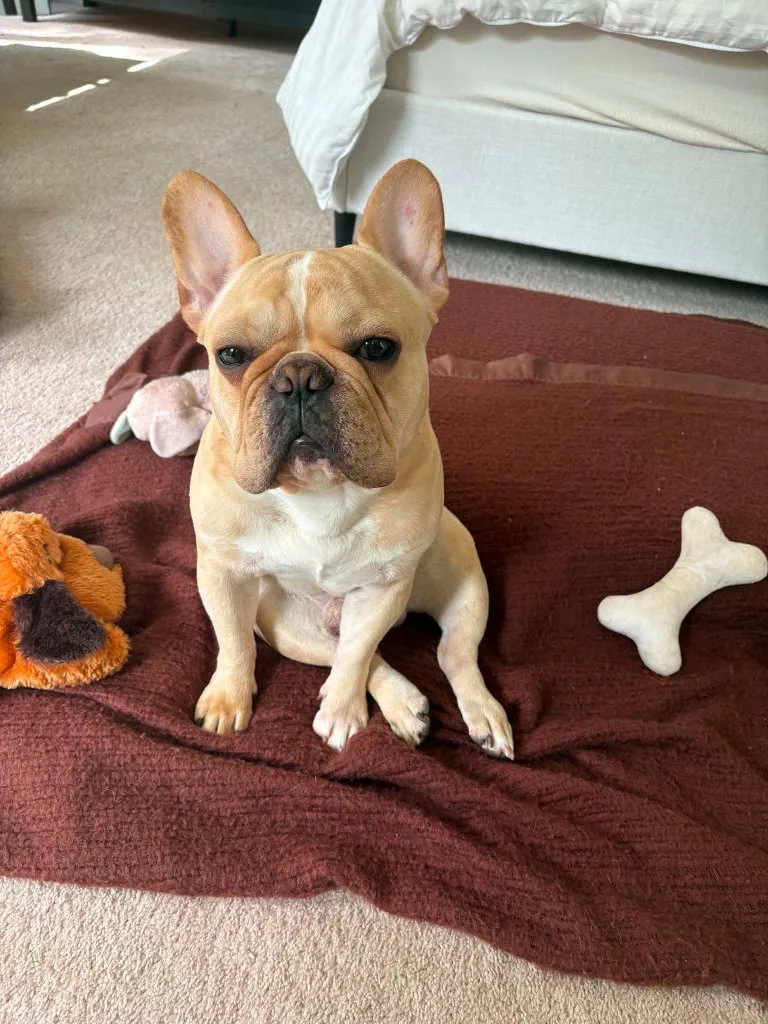 Louie - Photo 1