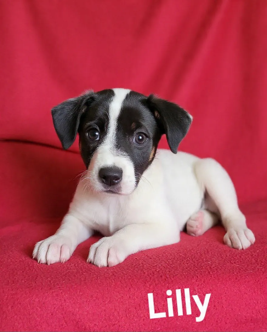 Lilly - Photo 1