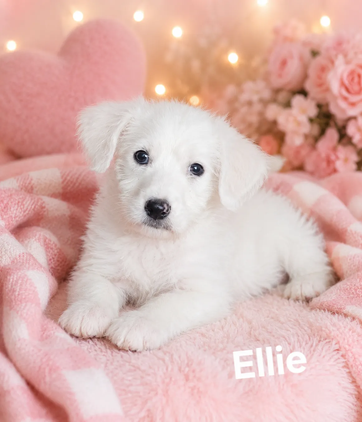 Ellie - Photo 1