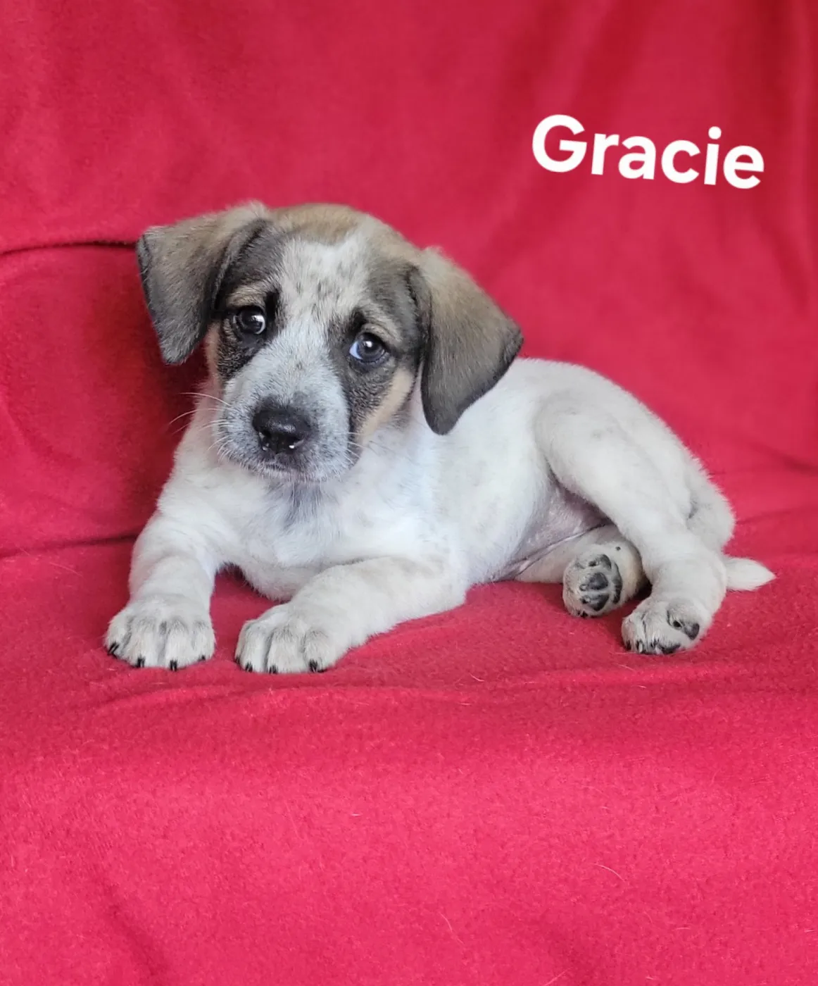 Gracie - Photo 1