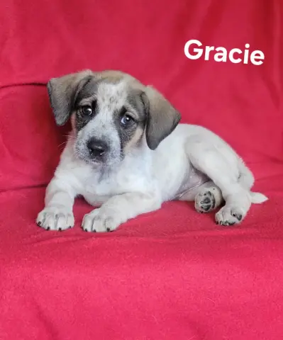 Gracie