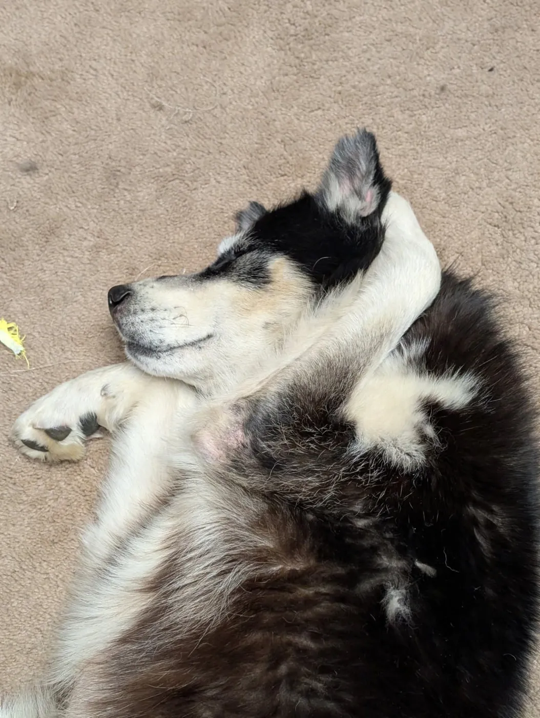 Loki - Photo 1