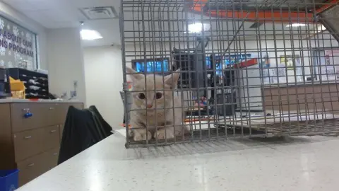 Kitty