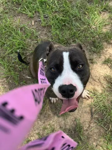 Nova