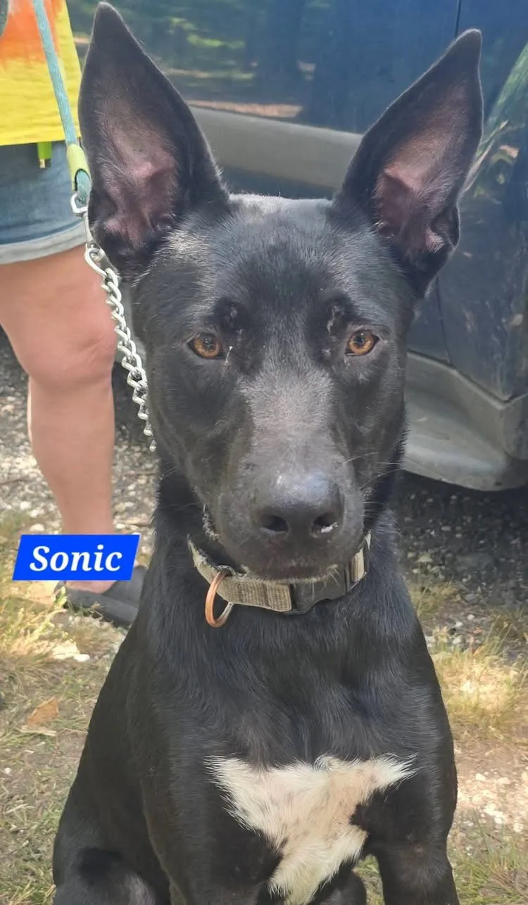 Sonic - Photo 1