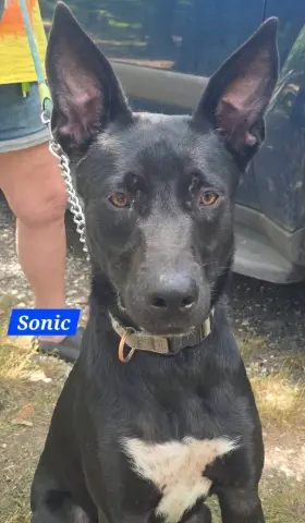 Sonic