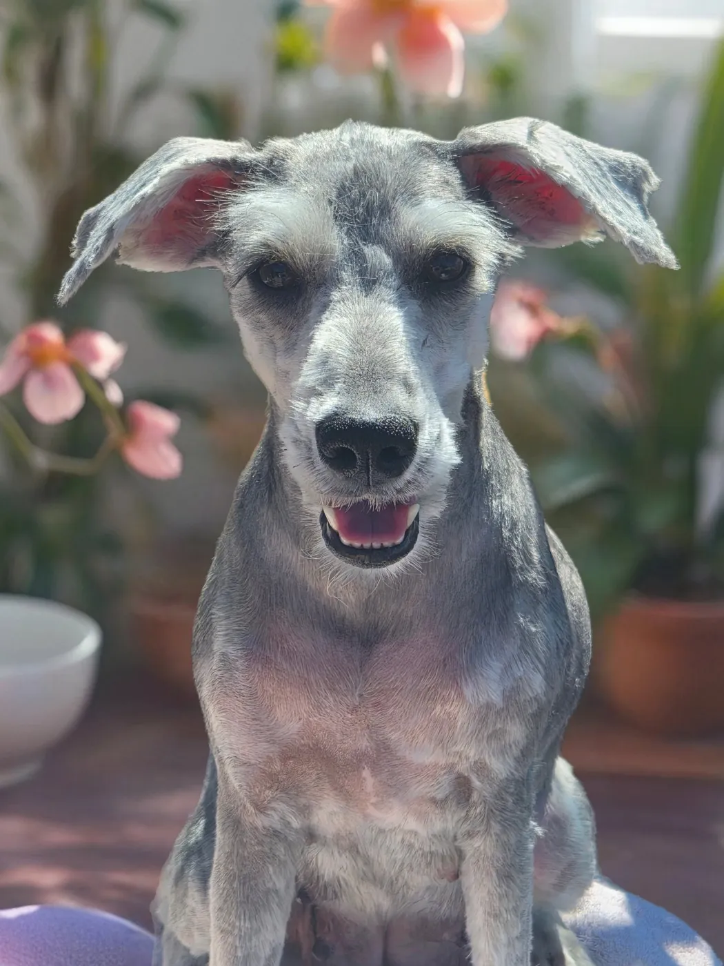 Moxie - Photo 1