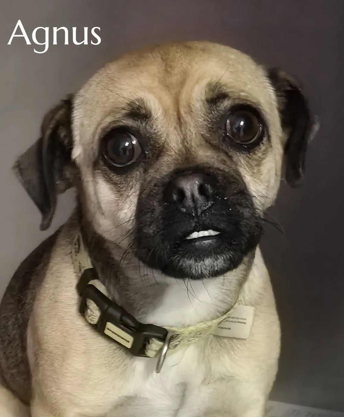 Agnus - Photo 1