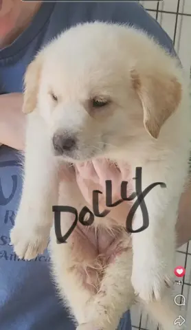 Dolly