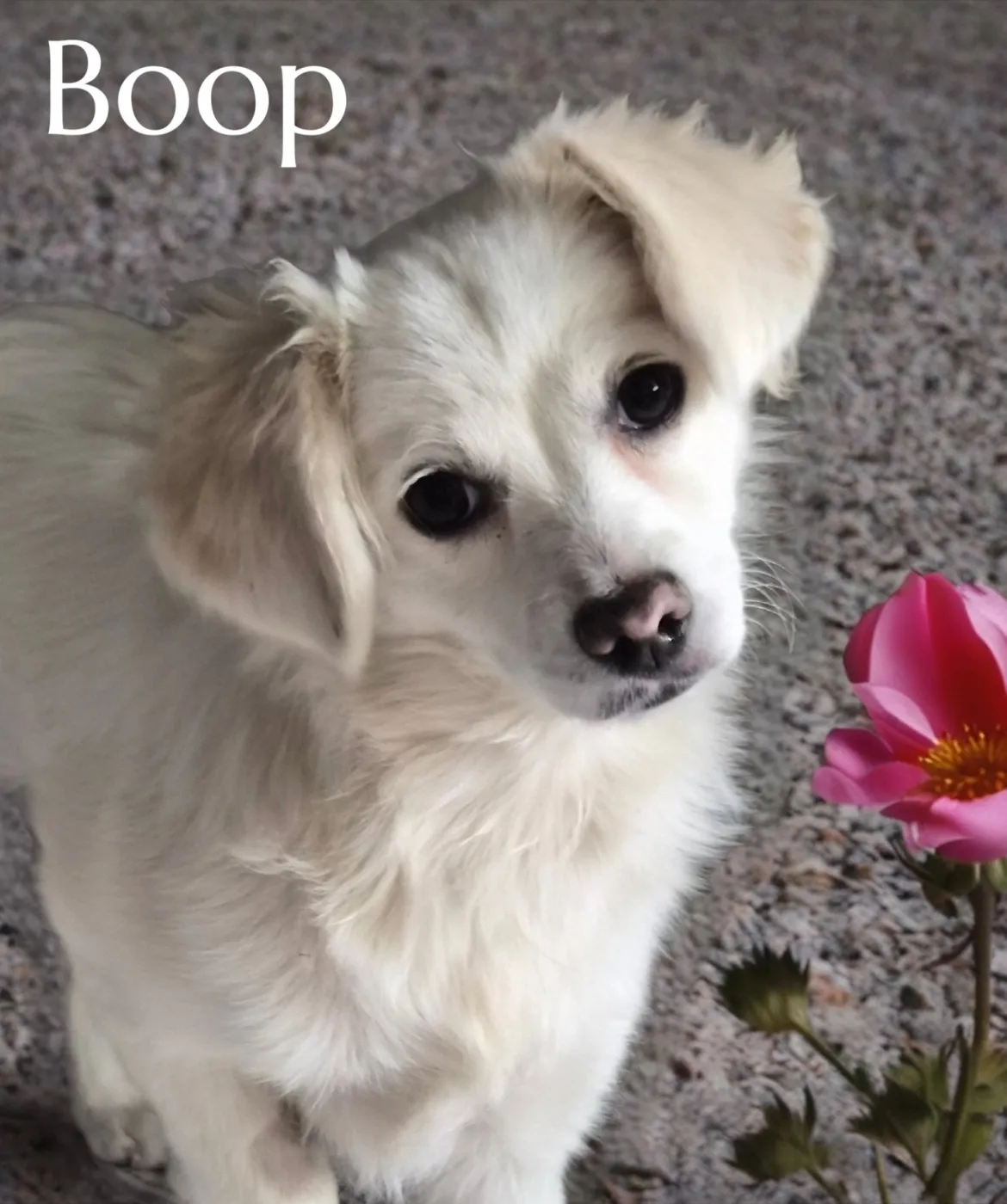Boop - Photo 1