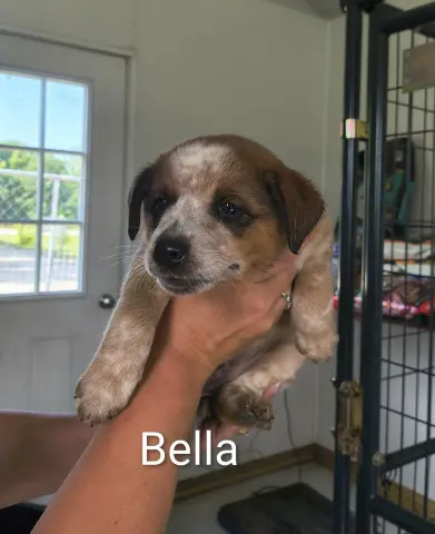 Bella