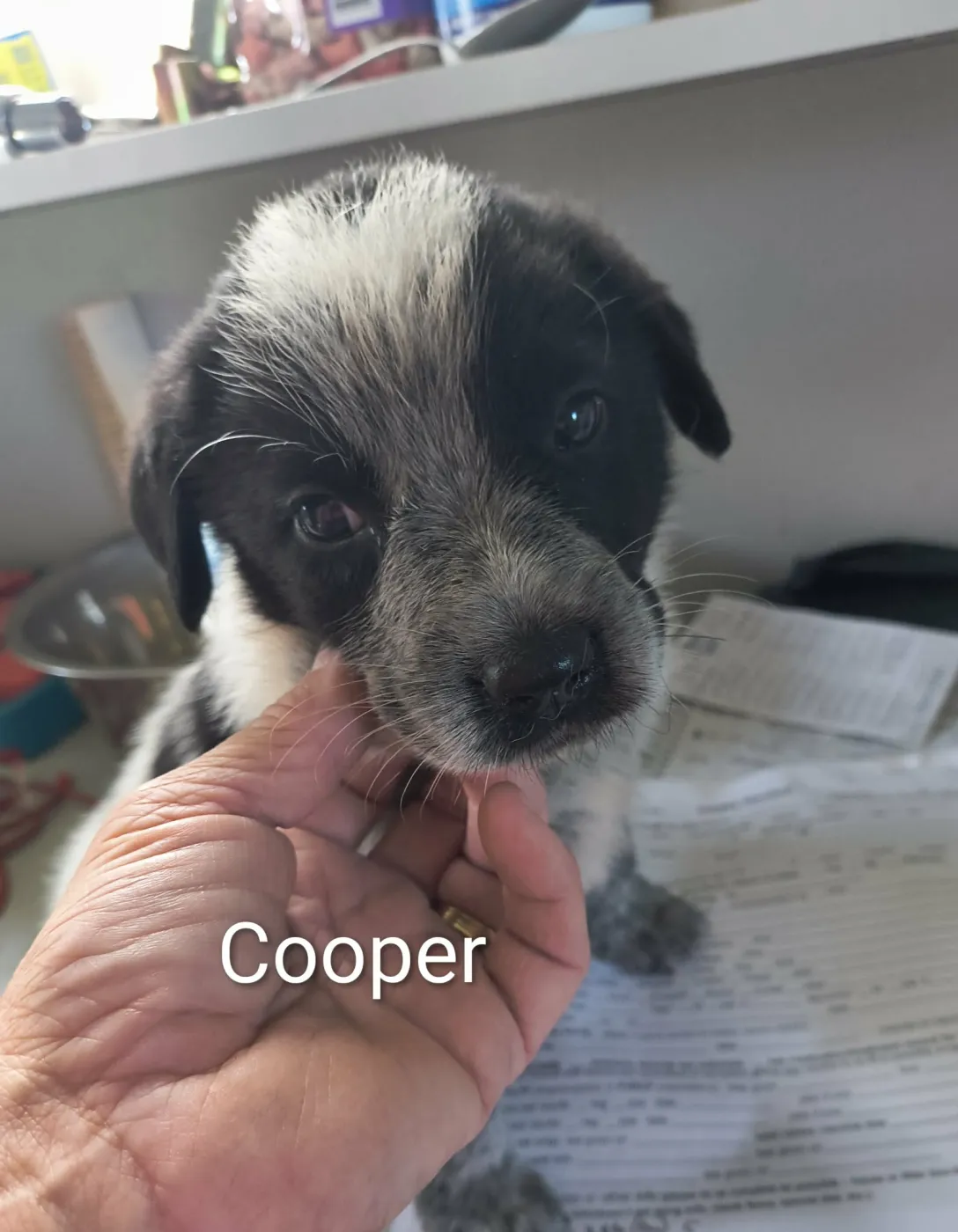 Cooper - Photo 1
