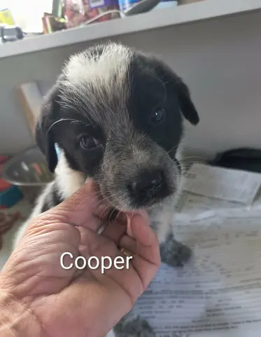 Cooper
