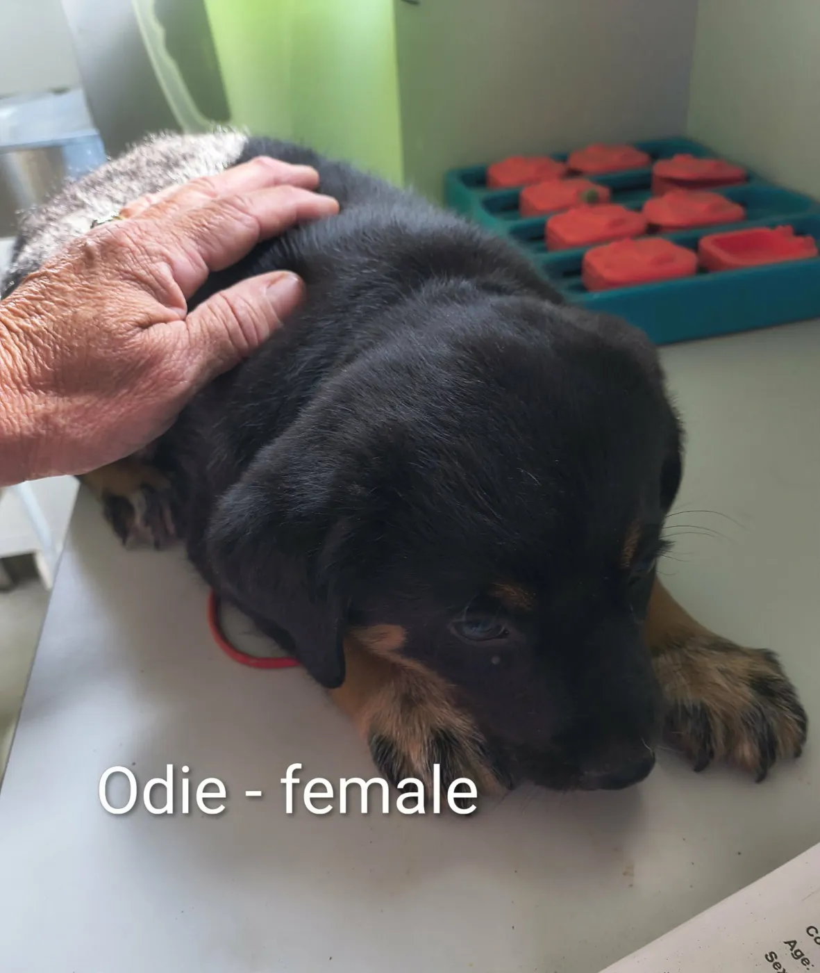 Odie - Photo 1