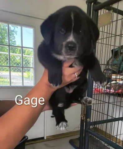Gage