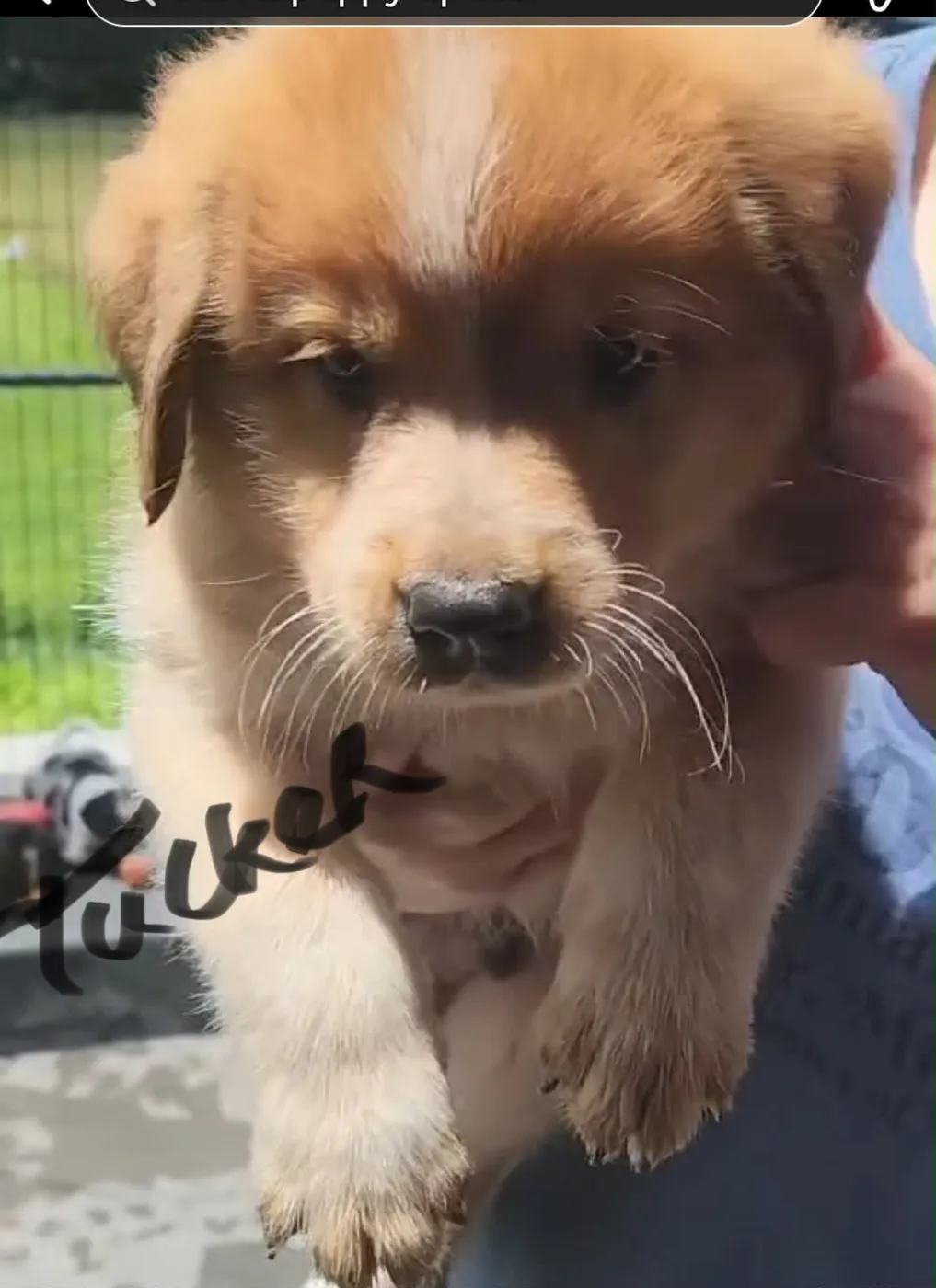 Tucker - Photo 1