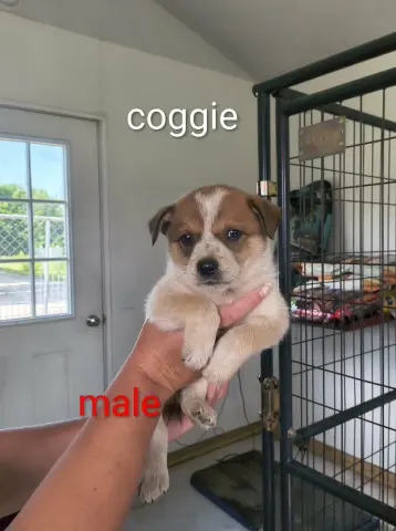 Coggie