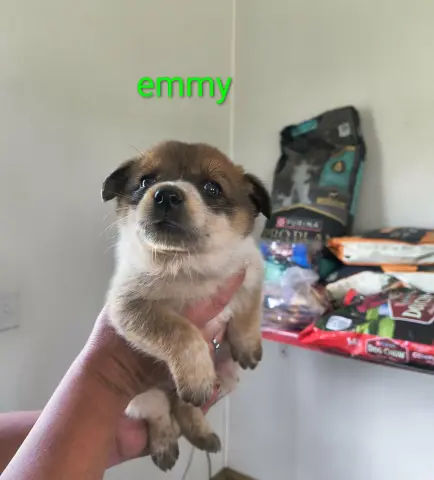 Emmy