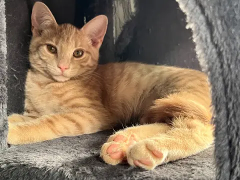 Bisque