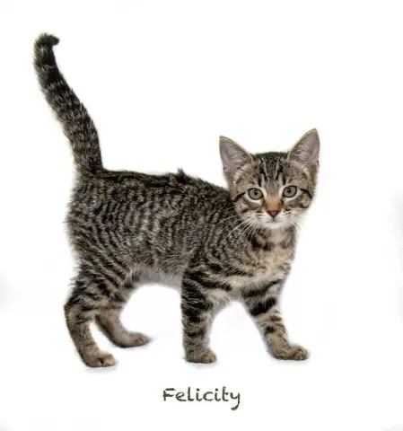 Felicity