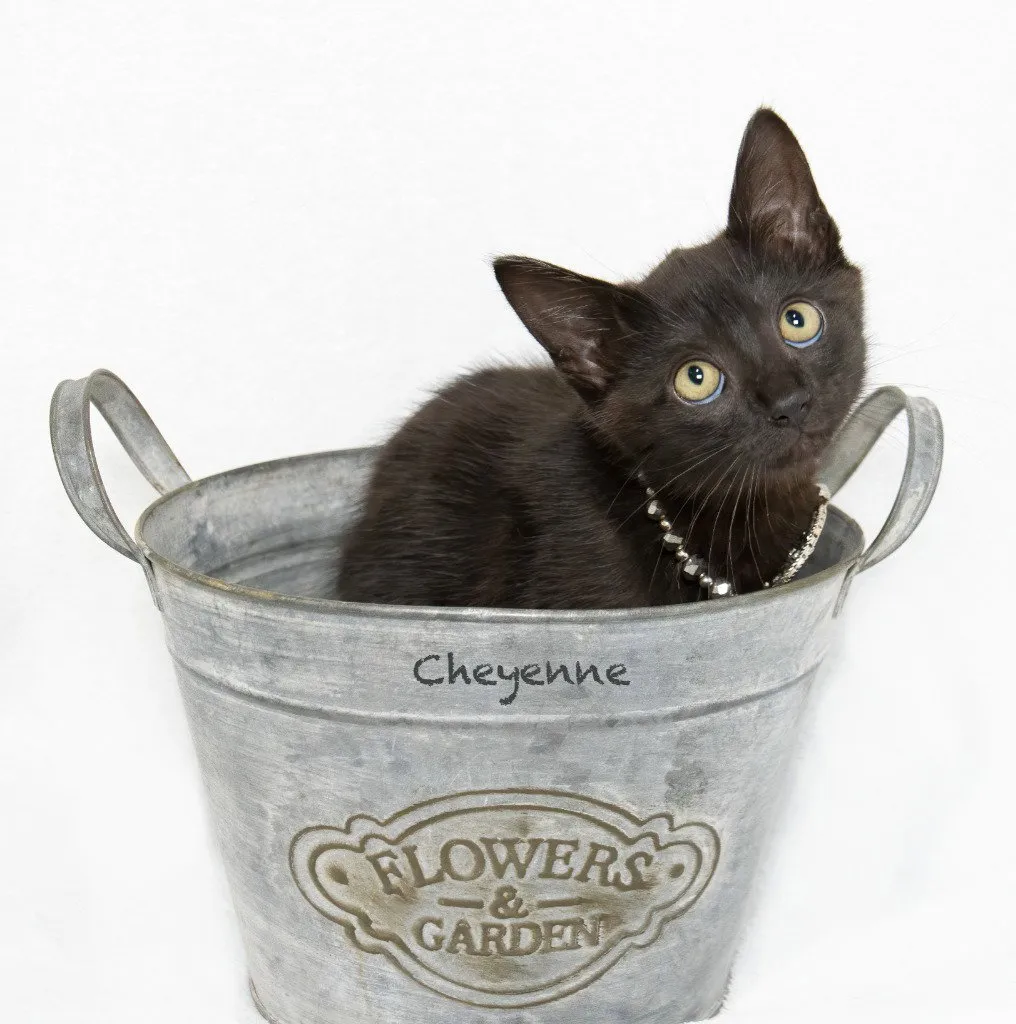 Cheyenne - Photo 1