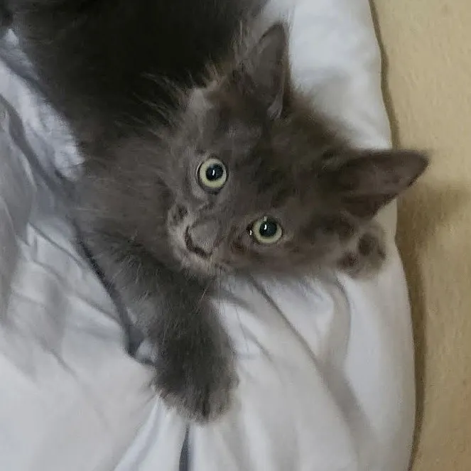 Smokey Grey - Photo 1