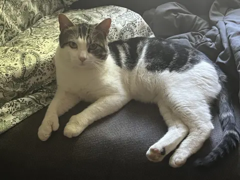 Mitts