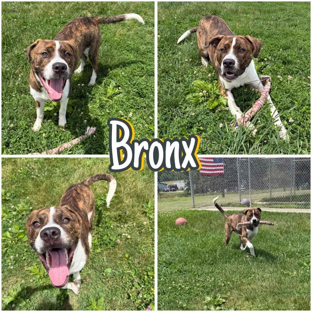 Bronx - Photo 1