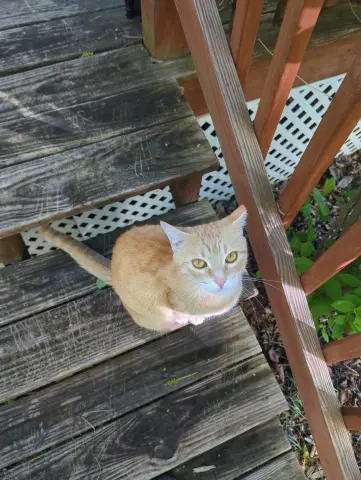 Biscuit