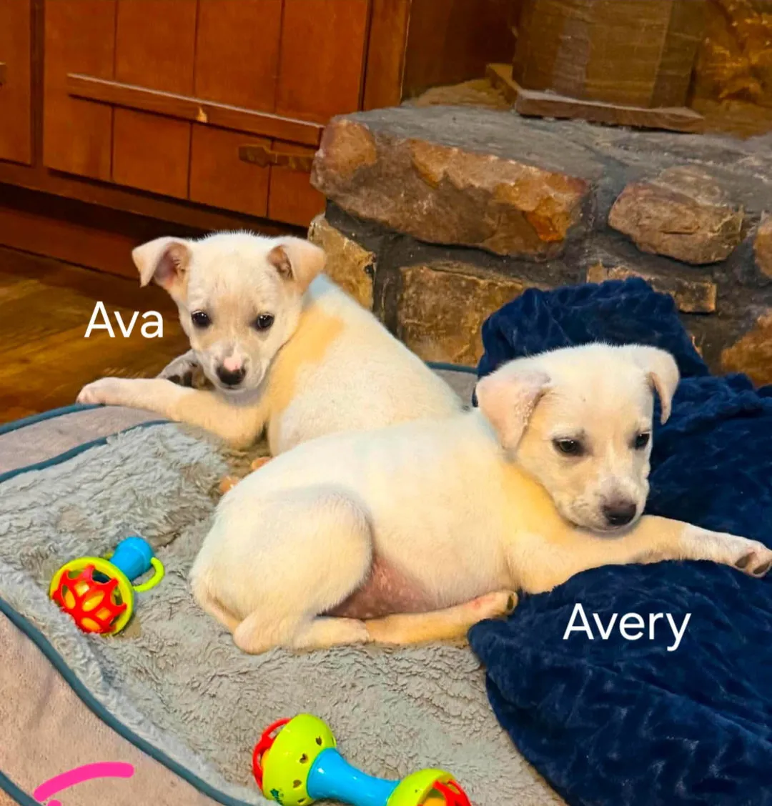 Avery - Photo 1