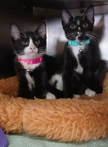 Chevelle and Lincoln