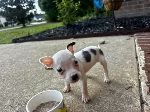 Petunia