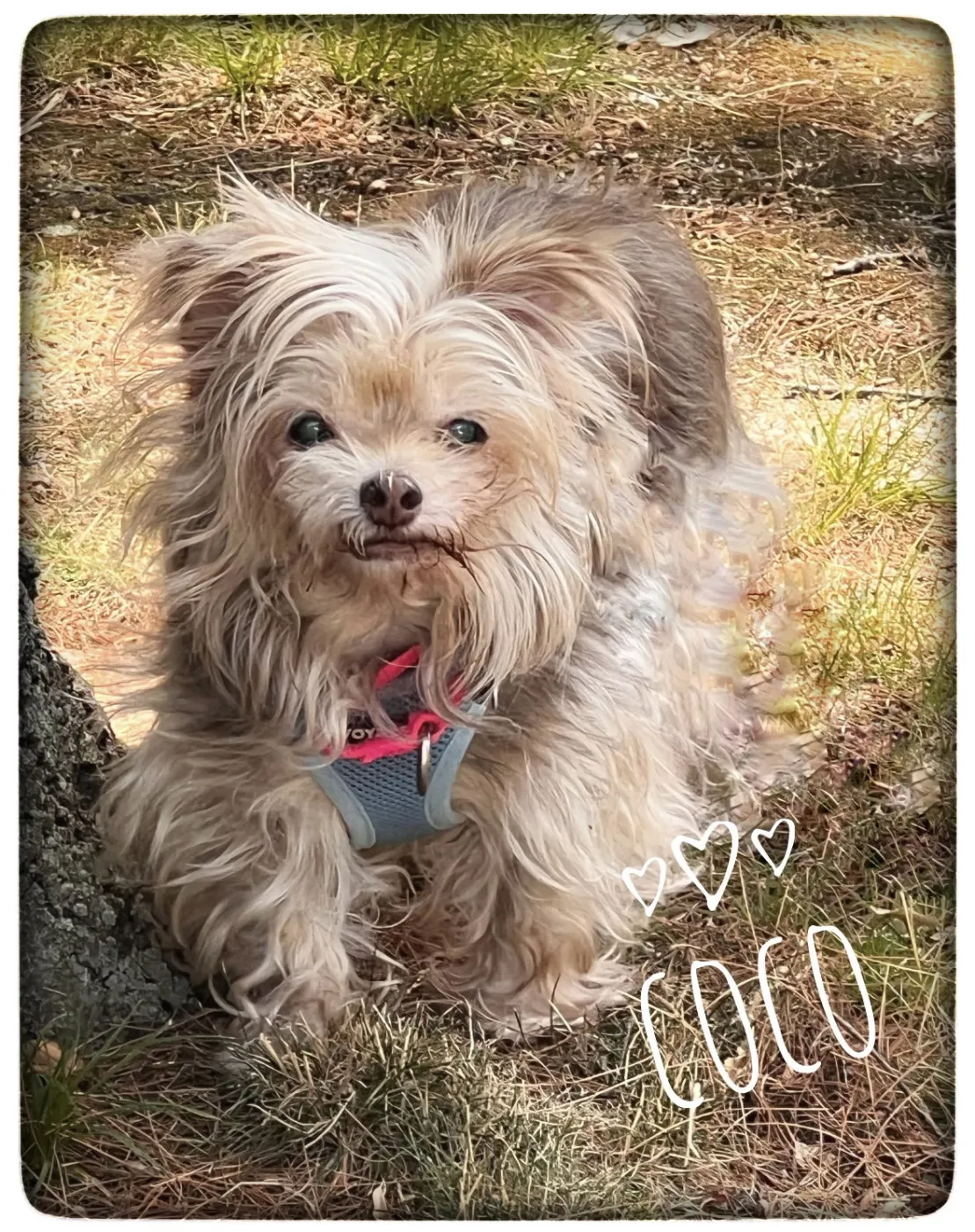 Coco - Photo 1